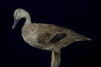 Spot-billed Duck Collection Image, Figure 6, Total 13 Figures